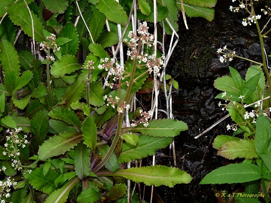 {Micranthes micranthidifolia}